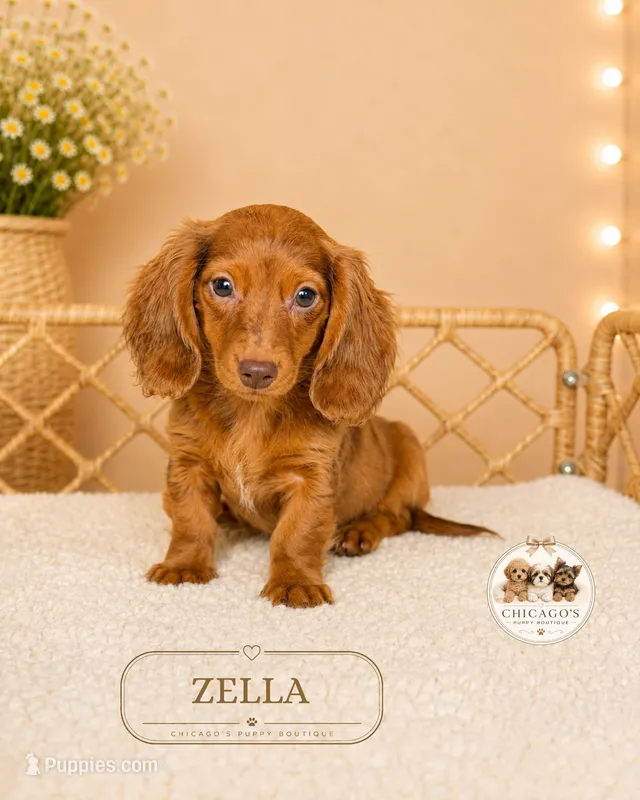 Zella – Miniature Dachshund puppy for sale in Elmhurst, IL