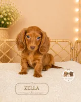 Zella, a female Miniature Dachshund for sale in Elmhurst, IL – 1 of 2