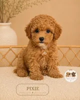Pixie, a female Poodle - Toy  for sale in Downers Grove, IL – 1 of 2