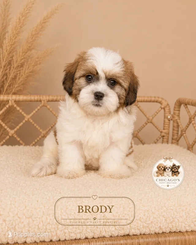 Brody – Shih Tzu puppy for sale in Elmhurst, IL