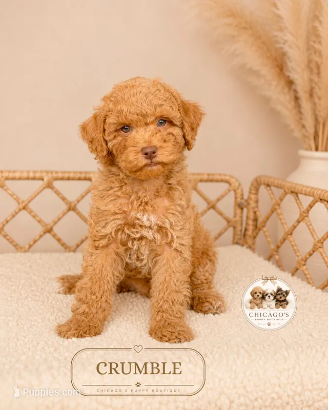 Crumble – Poodle - Miniature  puppy for sale in Downers Grove, IL