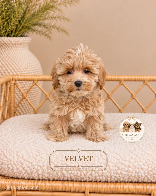 Velvet – Maltipoo puppy for sale in Downers Grove, IL