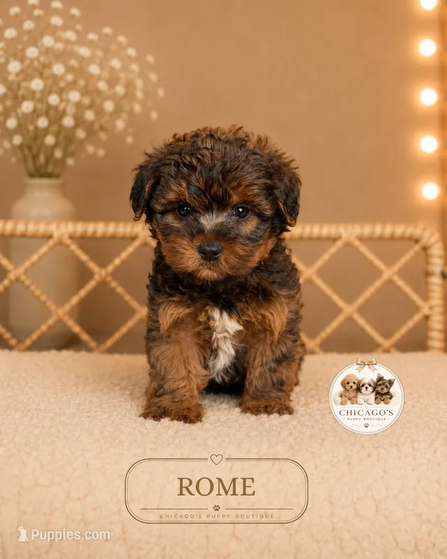 Rome – Shihpoo puppy for sale in Elmhurst, IL