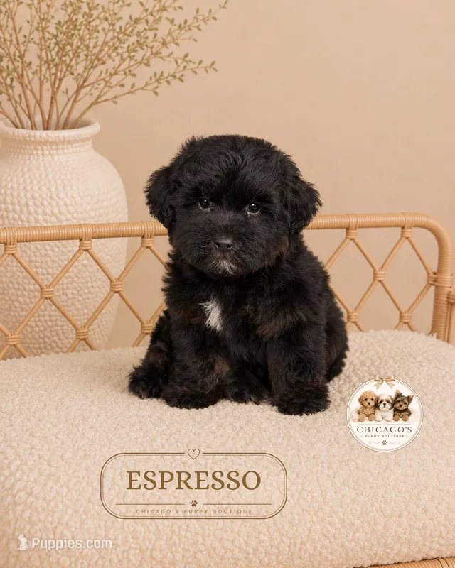 Espresso – Maltipoo puppy for sale in Downers Grove, IL