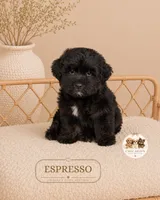 Espresso, a male Maltipoo for sale in Downers Grove, IL – 1 of 1
