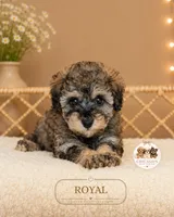 Royal, a male Shihpoo for sale in Elmhurst, IL – 2 of 2