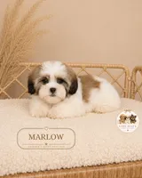 Marlow , a male Shih Tzu for sale in Elmhurst, IL – 2 of 2