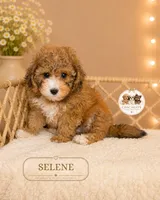Selene, a female Shihpoo for sale in Elmhurst, IL – 2 of 2