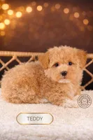 Teddy, a male Bichpoo for sale in Elmhurst, IL – Photo 2 of 2
