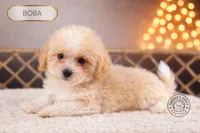 Boba, a male Maltipoo for sale in Elmhurst, IL – Photo 2 of 2