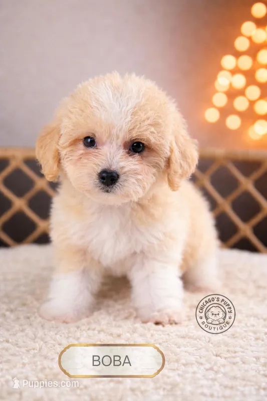 Boba – Maltipoo puppy for sale in Elmhurst, IL