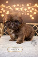 Snookie, a female Shih Tzu for sale in Elmhurst, IL – Photo 3 of 3