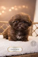 Snookie, a female Shih Tzu for sale in Elmhurst, IL – Photo 2 of 3