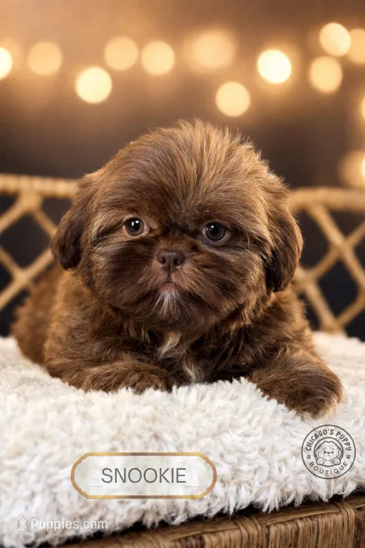 Snookie – Shih Tzu puppy for sale in Elmhurst, IL