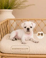Marshmallow, a male Pug for sale in Downers Grove, IL – 2 of 2