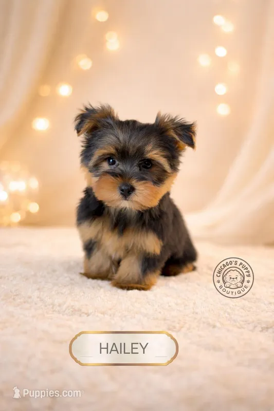 Hailey – Yorkshire Terrier puppy for sale in Elmhurst, IL