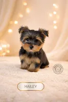 Hailey, a female Yorkshire Terrier for sale in Elmhurst, IL – Photo 1 of 3