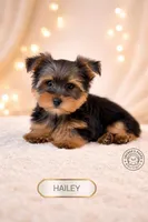 Hailey, a female Yorkshire Terrier for sale in Elmhurst, IL – Photo 3 of 3