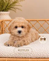 Ruffles, a male Maltipoo for sale in Downers Grove, IL – 2 of 2
