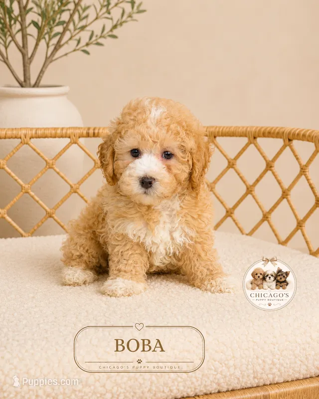 Boba – Maltipoo puppy for sale in Downers Grove, IL