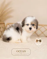 Ocean, a male Shihpoo for sale in Elmhurst, IL – 2 of 2