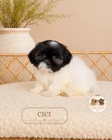 Cici, a female Shih Tzu for sale in Downers Grove, IL – 2 of 2