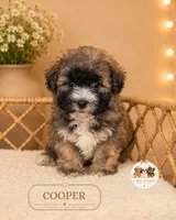 Cooper, a male Shichon for sale in Elmhurst, IL – 1 of 1