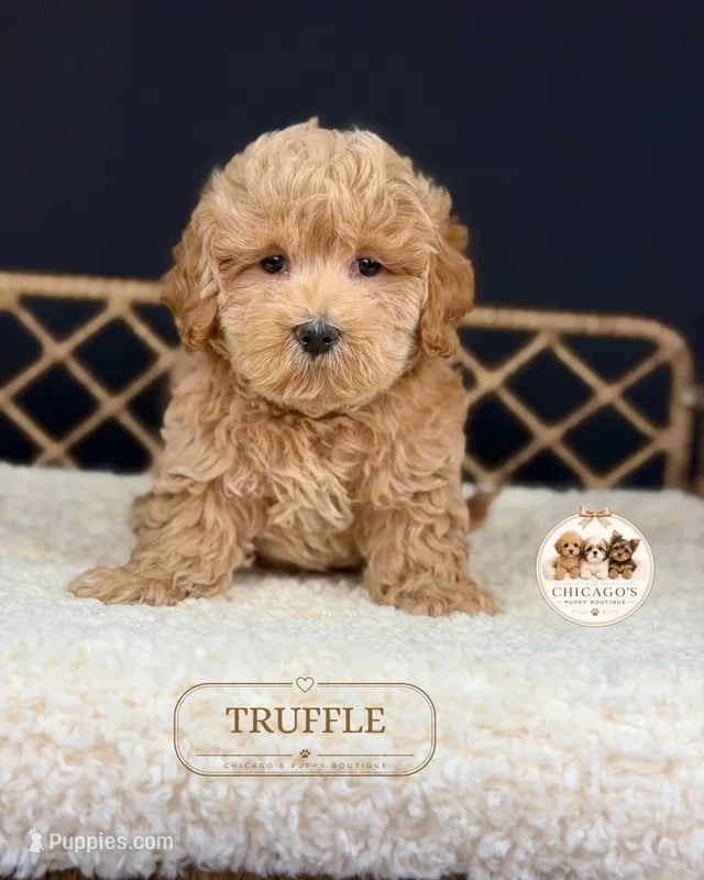 Truffle – Maltipoo puppy for sale in Downers Grove, IL