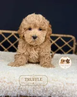 Truffle, a male Maltipoo for sale in Downers Grove, IL – 1 of 1