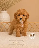 Pixie, a female Poodle - Toy  for sale in Downers Grove, IL – 2 of 2