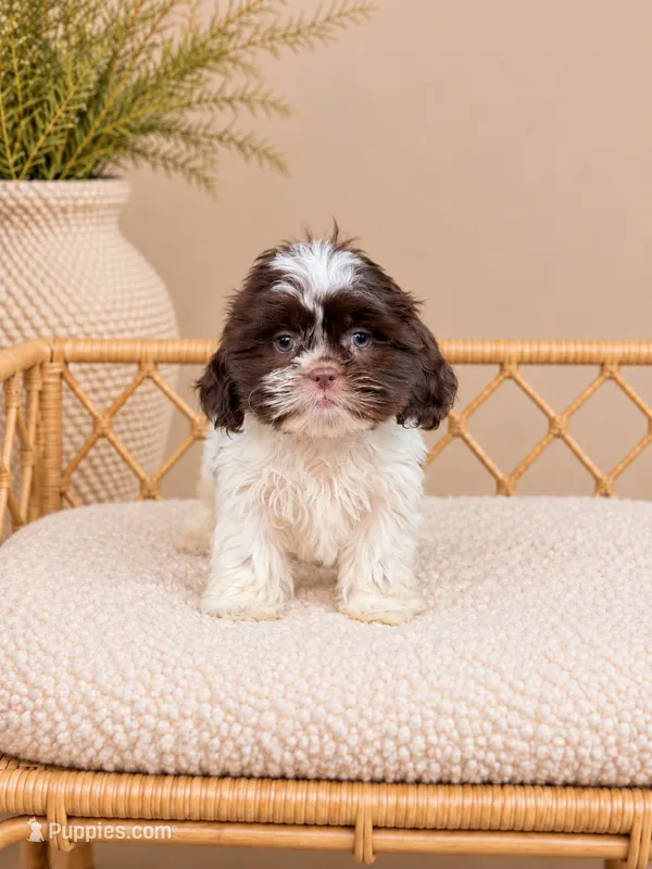 Vienna – Shih Tzu puppy for sale in Downers Grove, IL