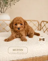 Muffin, a male Poodle - Toy  for sale in Downers Grove, IL – 1 of 2