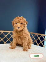 Santa, a male Poodle - Toy  for sale in Elmhurst, IL – Photo 1 of 2