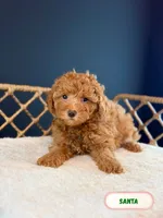 Santa, a male Poodle - Toy  for sale in Elmhurst, IL – Photo 2 of 2