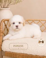 Fonzie, a male Shih Tzu for sale in Downers Grove, IL – 2 of 2