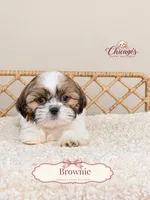 Brownie, a male Shihpoo for sale in Downers Grove, IL – 2 of 2