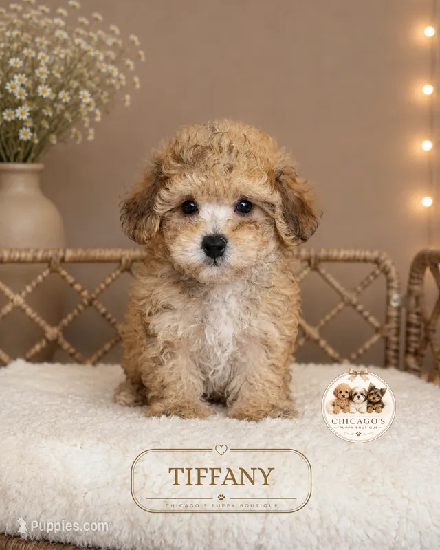 Tiffany – Shihpoo puppy for sale in Elmhurst, IL