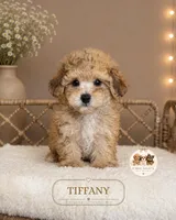 Tiffany, a female Shihpoo for sale in Elmhurst, IL – 1 of 2