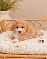 Hailey, a female Maltipoo for sale in Downers Grove, IL – 1 of 2