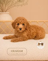 Graham, a male Poodle - Toy  for sale in Downers Grove, IL – 2 of 2