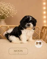 Moon, a female Shih Tzu for sale in Elmhurst, IL – 2 of 2
