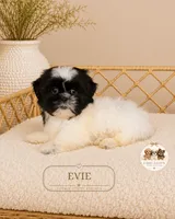 Evie, a female Shih Tzu for sale in Downers Grove, IL – 2 of 3