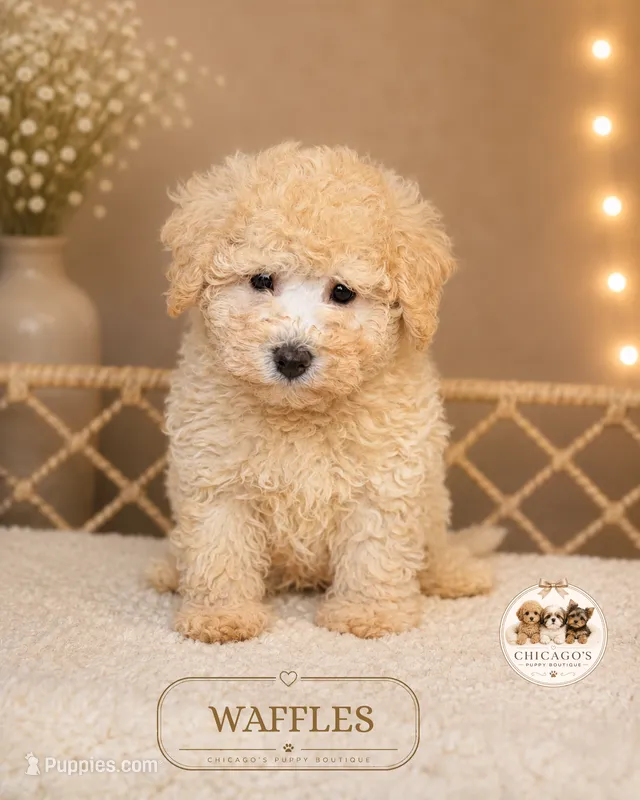 Waffles – Maltipoo puppy for sale in Elmhurst, IL