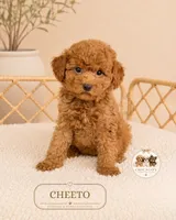 Cheeto, a male Poodle - Toy  for sale in Downers Grove, IL – 2 of 2