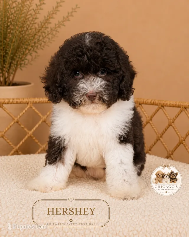 Hershey – Poodle - Toy  puppy for sale in Downers Grove, IL