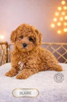 Blaire, a female Poodle - Miniature  for sale in Elmhurst, IL – Photo 2 of 3