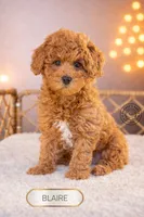 Blaire, a female Poodle - Miniature  for sale in Elmhurst, IL – Photo 3 of 3
