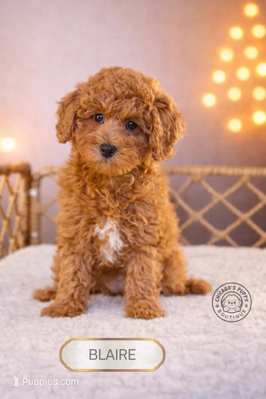 Blaire – Poodle - Miniature  puppy for sale in Elmhurst, IL