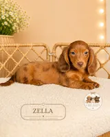 Zella, a female Miniature Dachshund for sale in Elmhurst, IL – 2 of 2