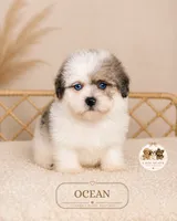 Ocean, a male Shihpoo for sale in Elmhurst, IL – 1 of 2